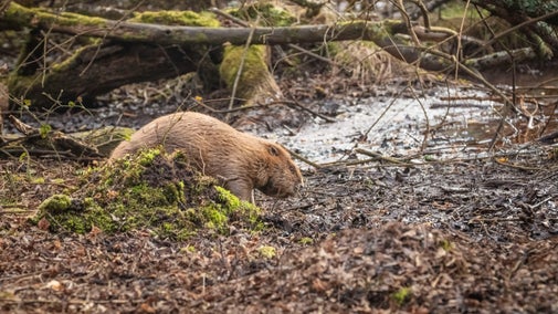 A brown beaver climbs over a small hill of moss in front of wet ground with several sticks.